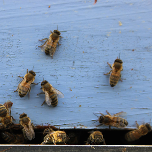 Abeilles2-L500