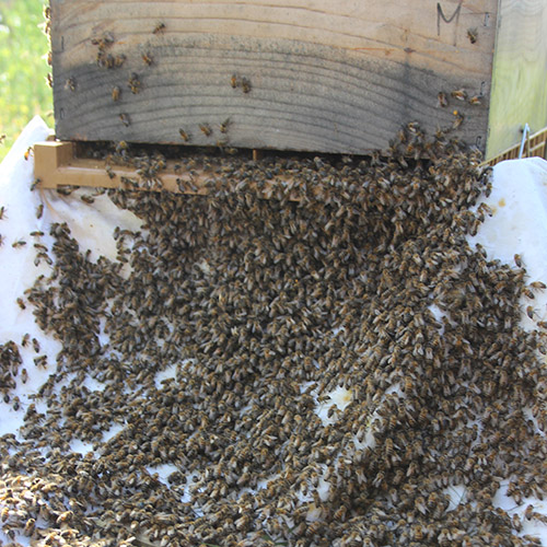 Abeilles3-L500