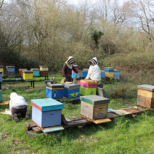 Abeilles4-L500