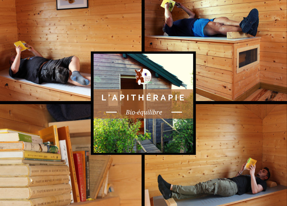 L’apithérapie, restaurez votre bio-balance…