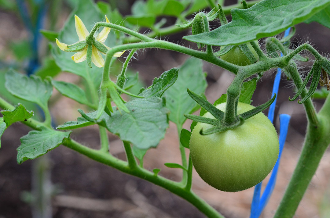 Tomate verte