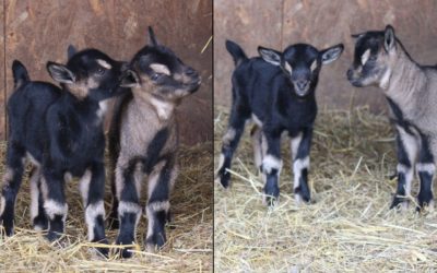 Naissances à la Ferme du Village