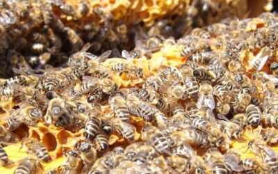 L’apiculture au fil des saisons