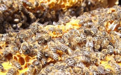 Colonies d’abeilles à vendre