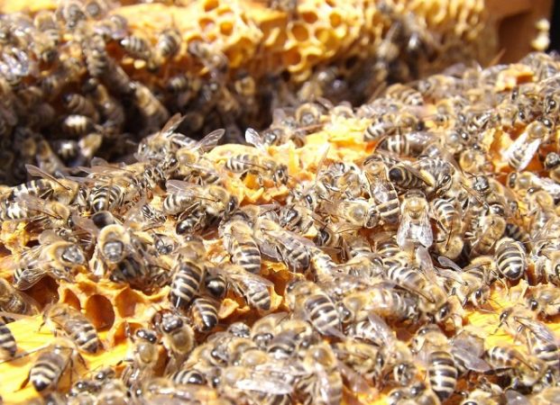 Colonies d’abeilles à vendre