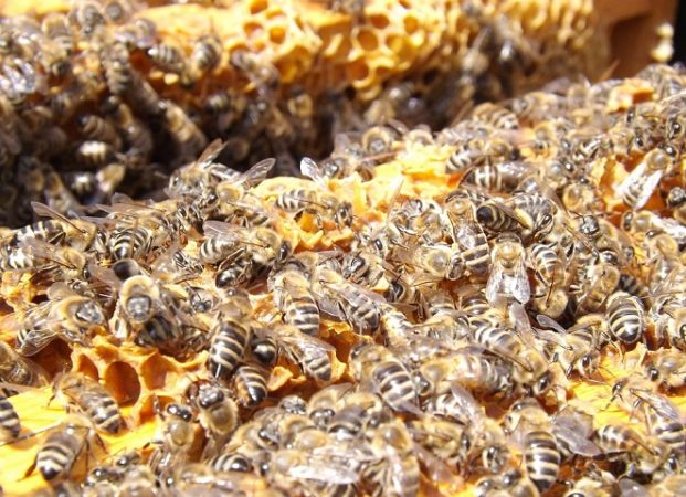 L’apiculture au fil des saisons