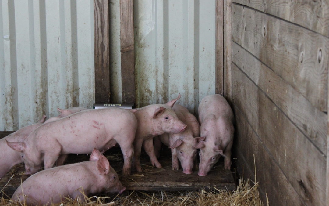 Nouveaux pensionnaires à la Ferme du Village Emmaüs Lescar-Pau !