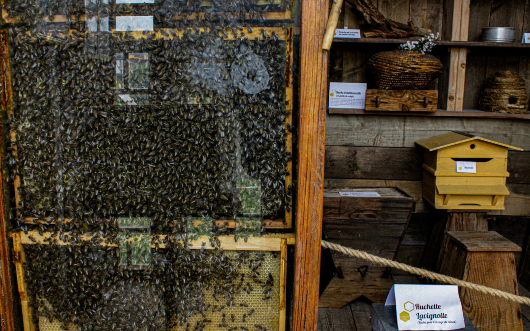 Dans l’intimité des abeilles