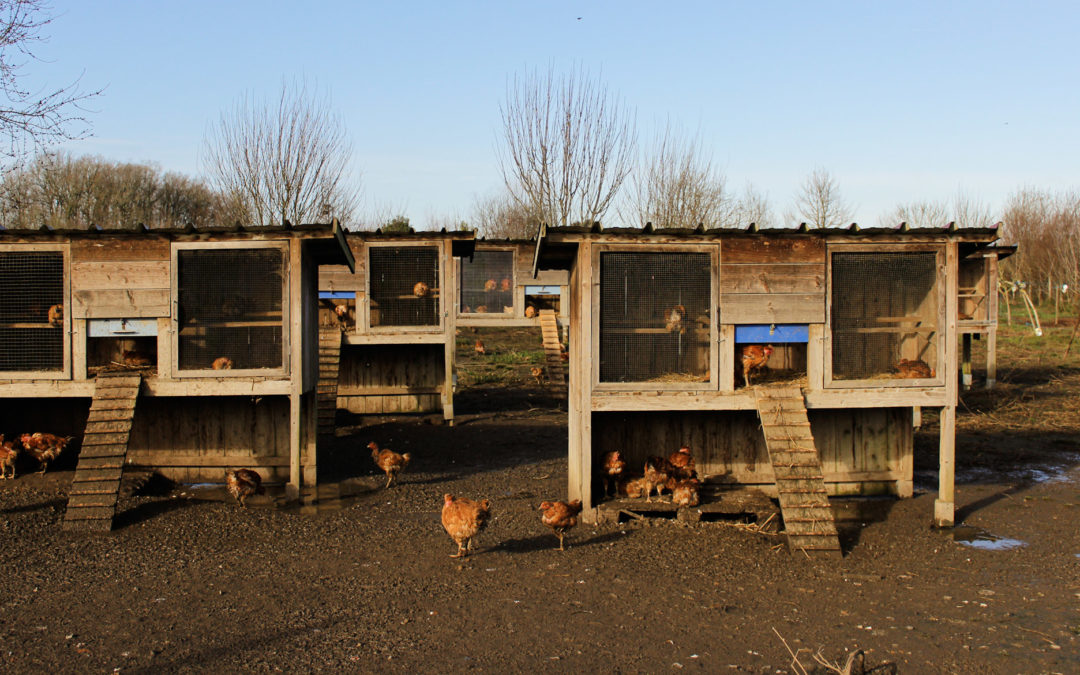 La Ferme alternative du Village Emmaüs Lescar-Pau