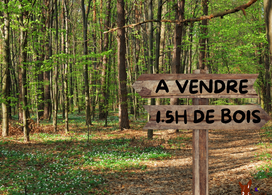 1.5 Hectare de bois à vendre
