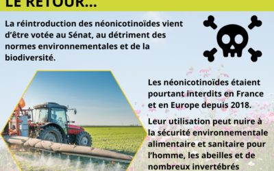 Néonicotinoïdes « tueurs d’abeilles », le retour…
