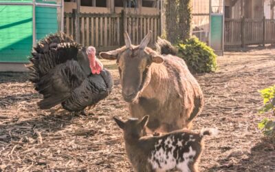 Alerte mignonnette à la ferme !